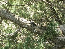 Златка фисташковая 001